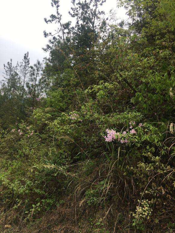 论映山红下山桩