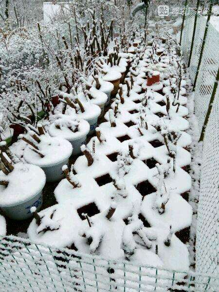 映山红下山桩怎么种植的方法 图片
