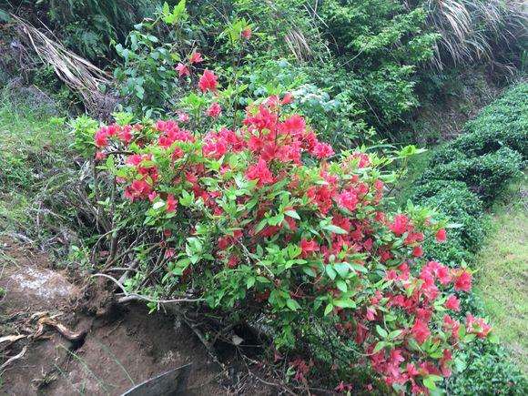 我买的映山红下山桩500元