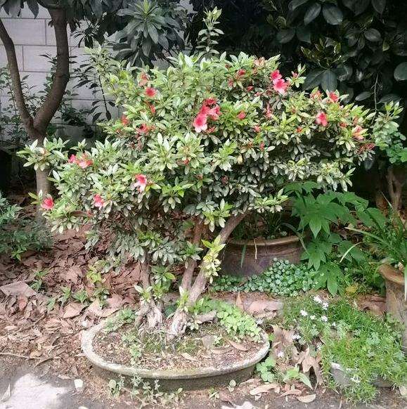 我买的映山红下山桩500元