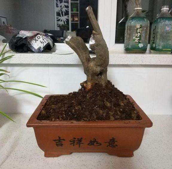 下山桩映山红套袋多久后会发芽
