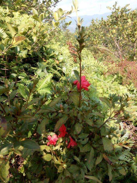 野生映山红下山桩什么时候开花