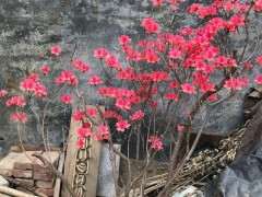 映山红下山桩应该施什么样的肥料