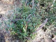 地栽2年的映山红下山桩 叶子有黑斑