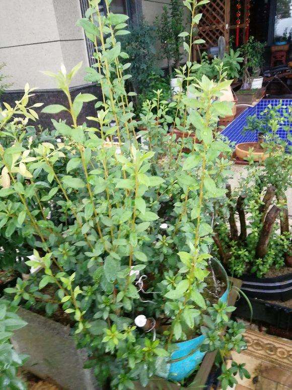 映山红下山桩开花后怎么修剪的方法