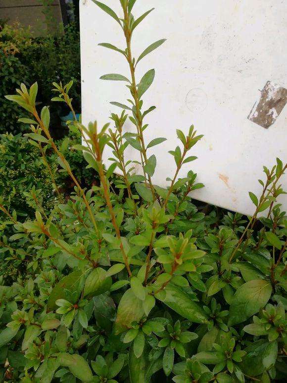 映山红盆景可以放在室内养吗