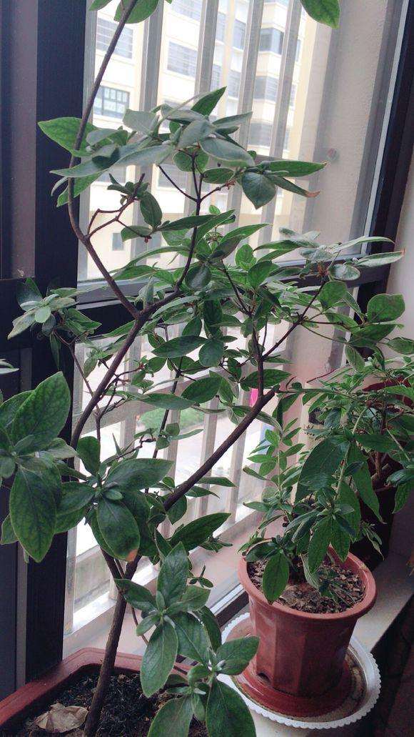 映山红盆景可以放在室内养吗