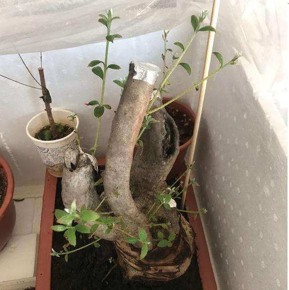 映山红下山桩熟桩怎么保鲜膜发芽的方法
