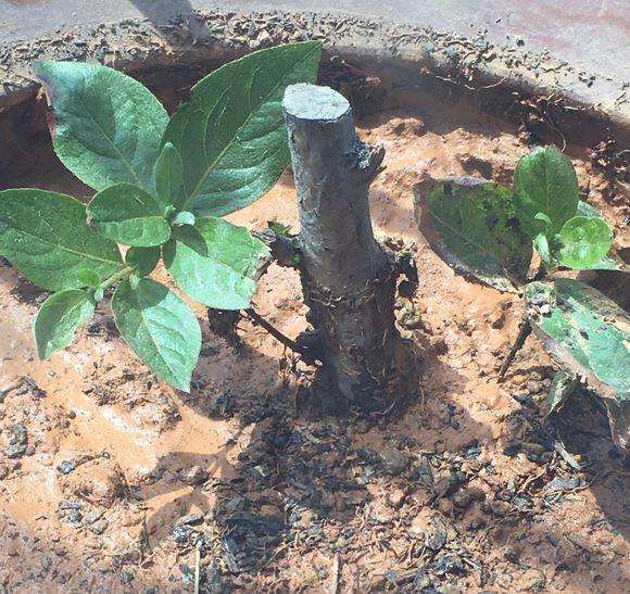 映山红下山桩能晒太阳