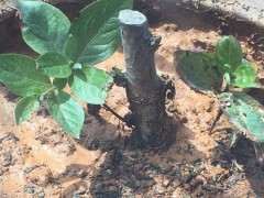 映山红下山桩能晒太阳 温度太高怎么办