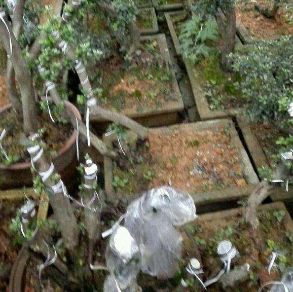 映山红下山桩在北方能露天过冬吗