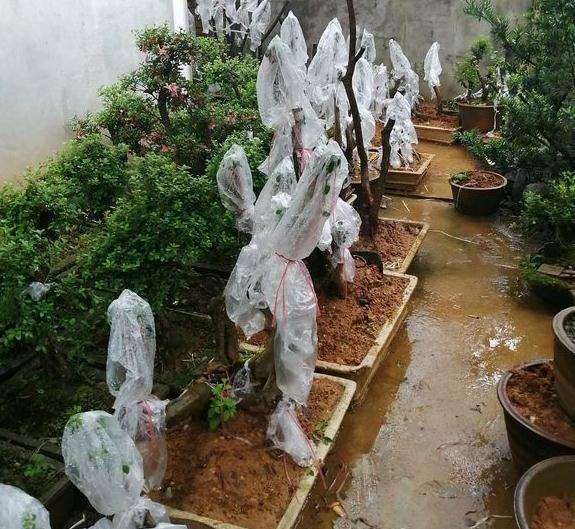 映山红下山桩生桩种下去多少时间可以嫁接