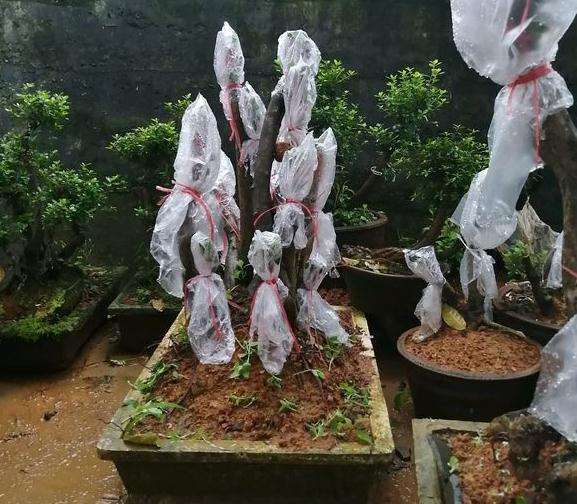 映山红下山桩生桩种下去多少时间可以嫁接