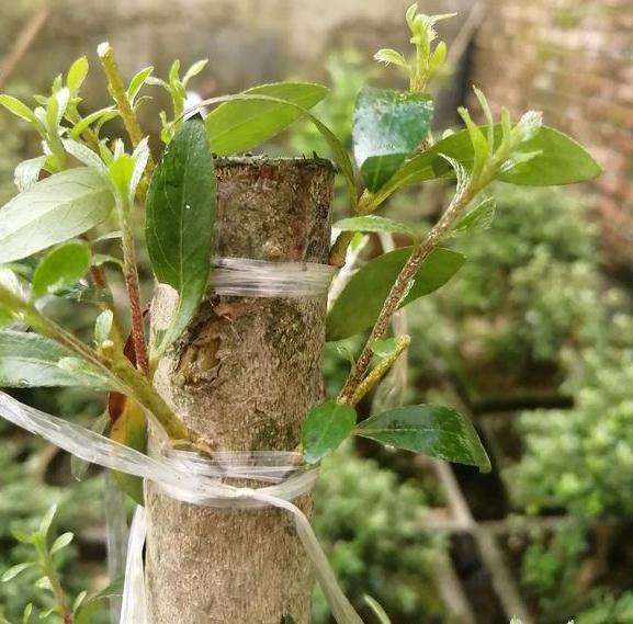 映山红下山桩生桩种下去多少时间可以嫁接