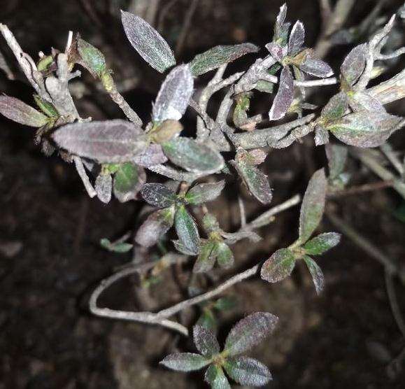 映山红下山桩的叶子有什么办法补救