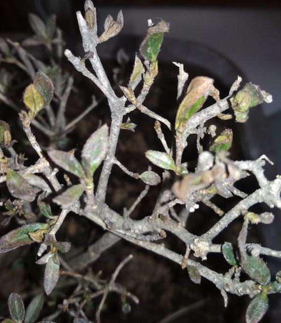 映山红下山桩的叶子有什么办法补救