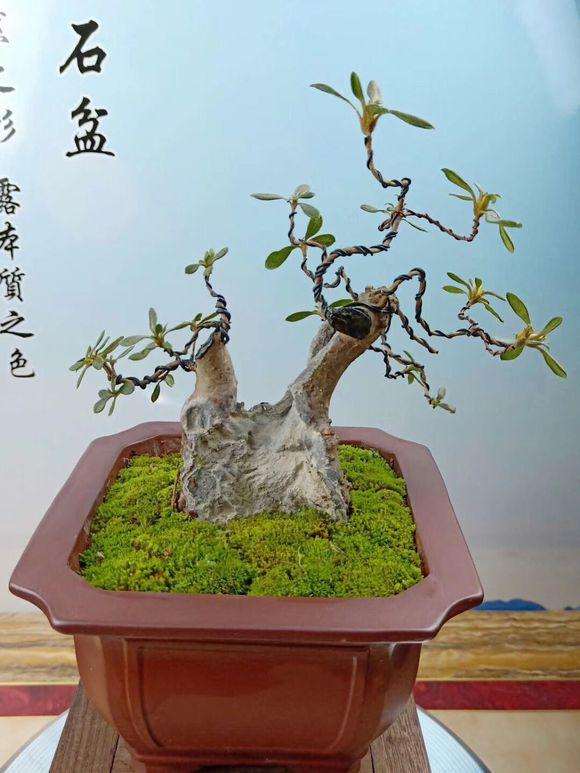 我制作微型映山红盆景