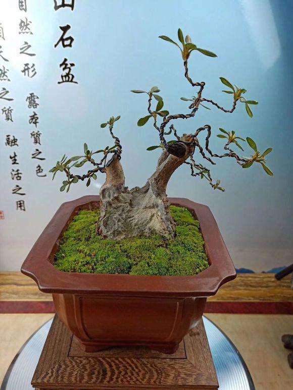 我制作微型映山红盆景