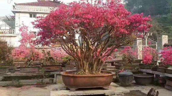 湖南的映山红下山桩有什么区别