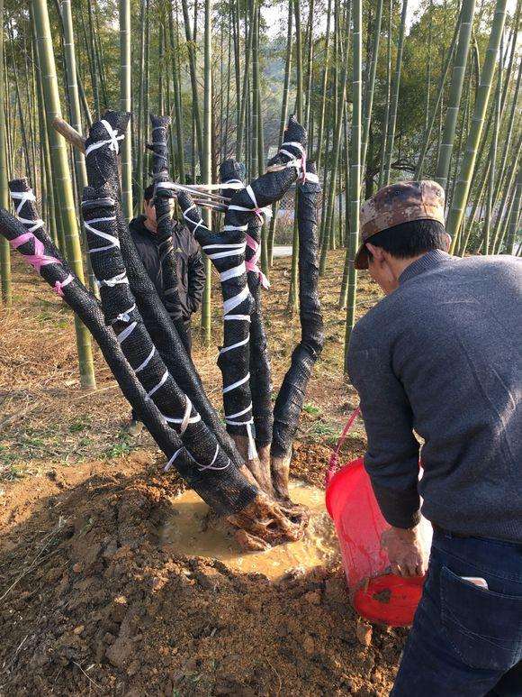 湖南的映山红下山桩有什么区别