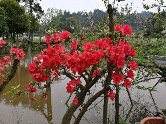 湖南的映山红下山桩有什么区别