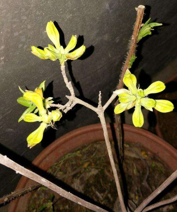 映山红下山桩怎么开花苞的方法