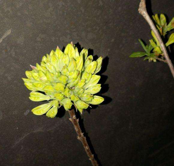 映山红下山桩怎么开花苞的方法