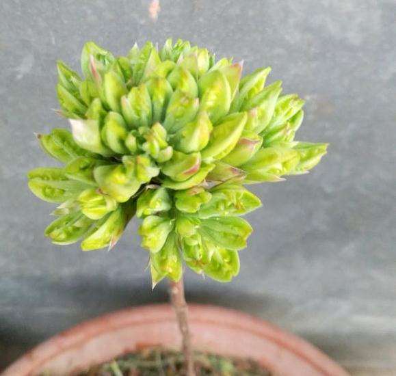 映山红下山桩怎么开花苞的方法