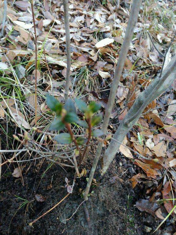 这棵老桩映山红下山桩是不是假的