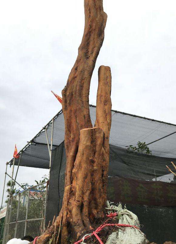 映山红下山桩裸根会不会烂根啊