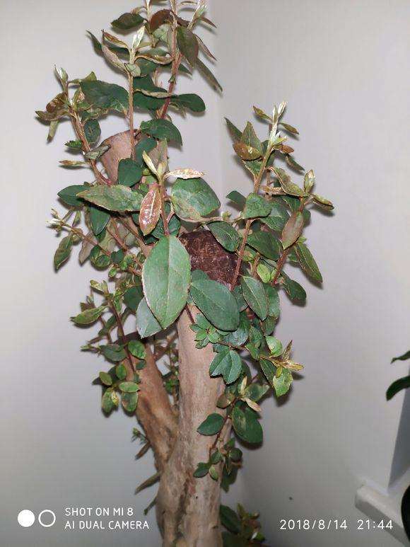 映山红下山桩裸根会不会烂根啊