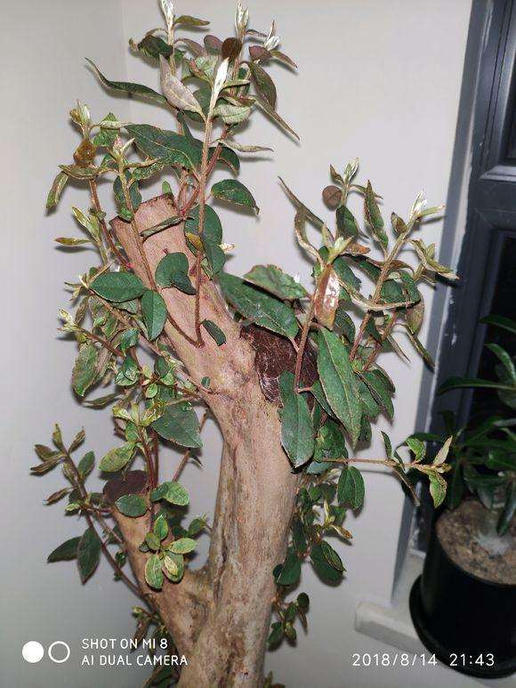 映山红下山桩裸根会不会烂根啊