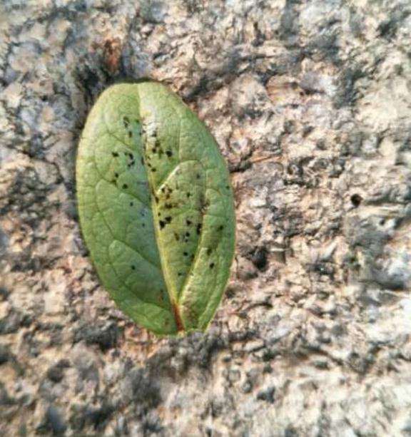 映山红下山桩的叶子出现黑斑什么药最好