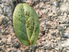 映山红下山桩的叶子出现黑斑什么药最好