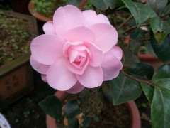 怎么用沙土养护映山红下山桩的方法