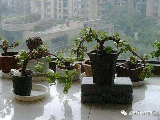 制作马齿苋盆景要多久 6个约就可以