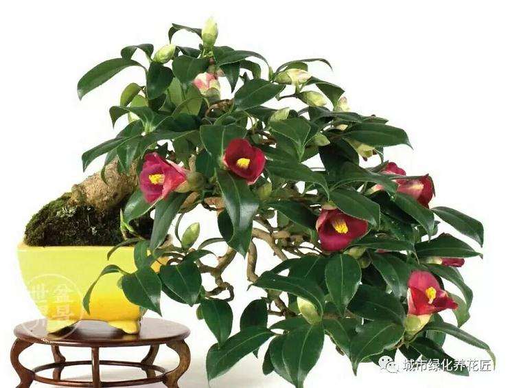 山茶花盆景怎么上盆的4个技巧
