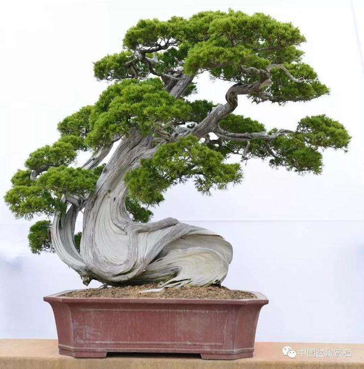 鸿江盆景植物园向社会大众开放啦