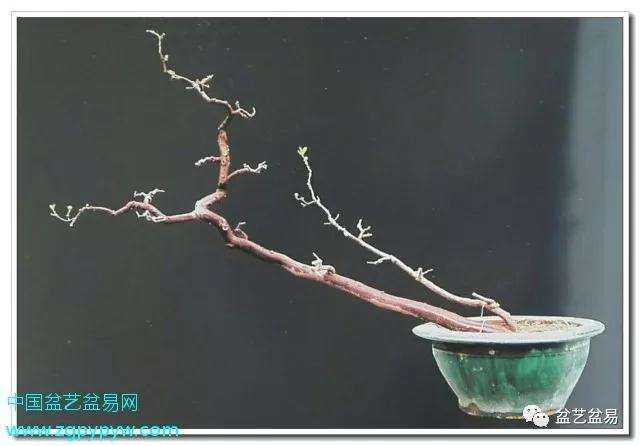 广州盆景艺术家