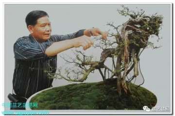 广州盆景艺术家 林炎光