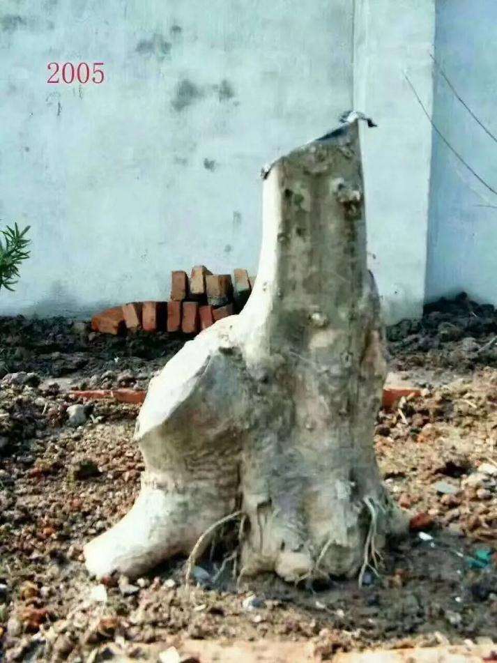 10年时间制作的一颗对节白蜡盆景