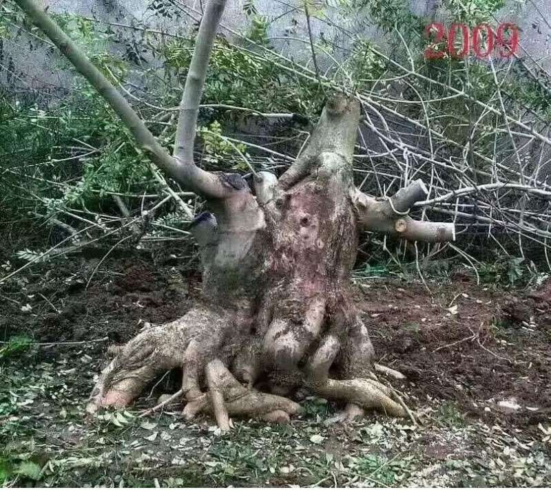 10年时间制作的一颗对节白蜡盆景