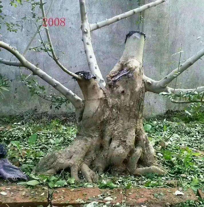 10年时间制作的一颗对节白蜡盆景