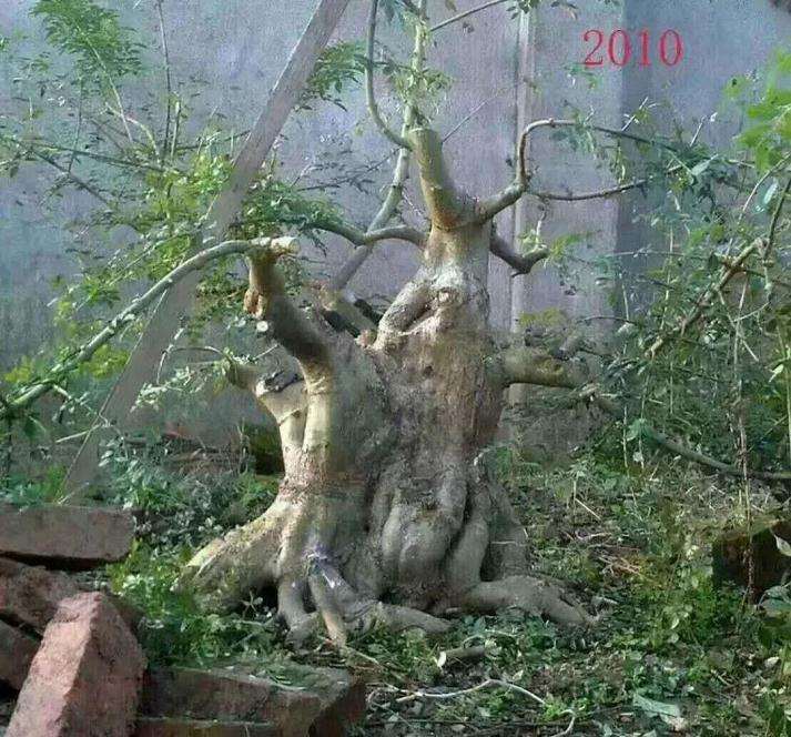 10年时间制作的一颗对节白蜡盆景