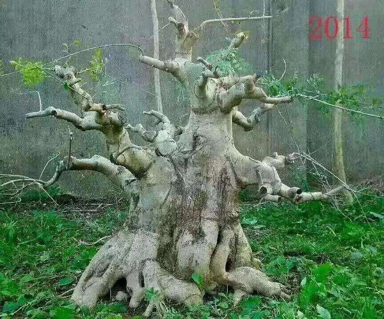 10年时间制作的一颗对节白蜡盆景