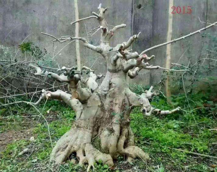 10年时间制作的一颗对节白蜡盆景