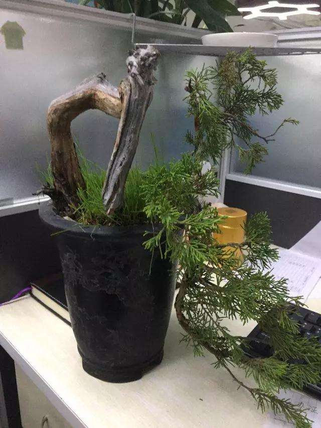 柏树小品盆景怎么设计的方法