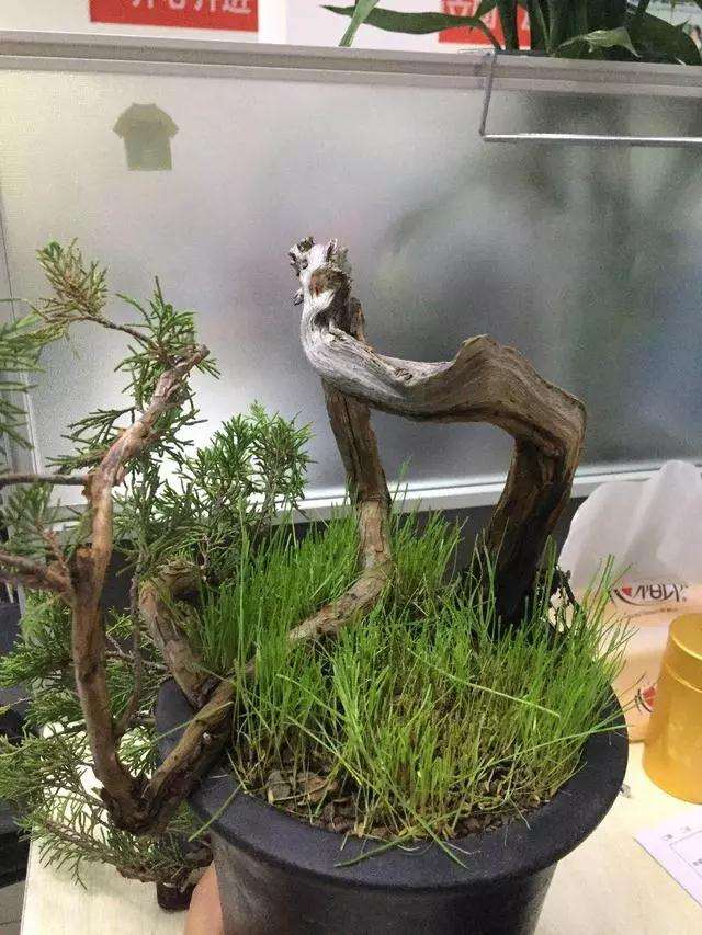 柏树小品盆景怎么设计的方法