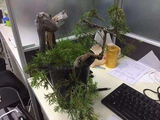 柏树小品盆景怎么设计的方法