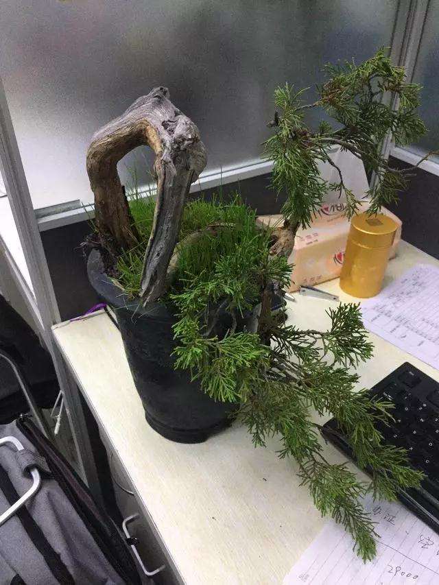 柏树小品盆景怎么设计的方法